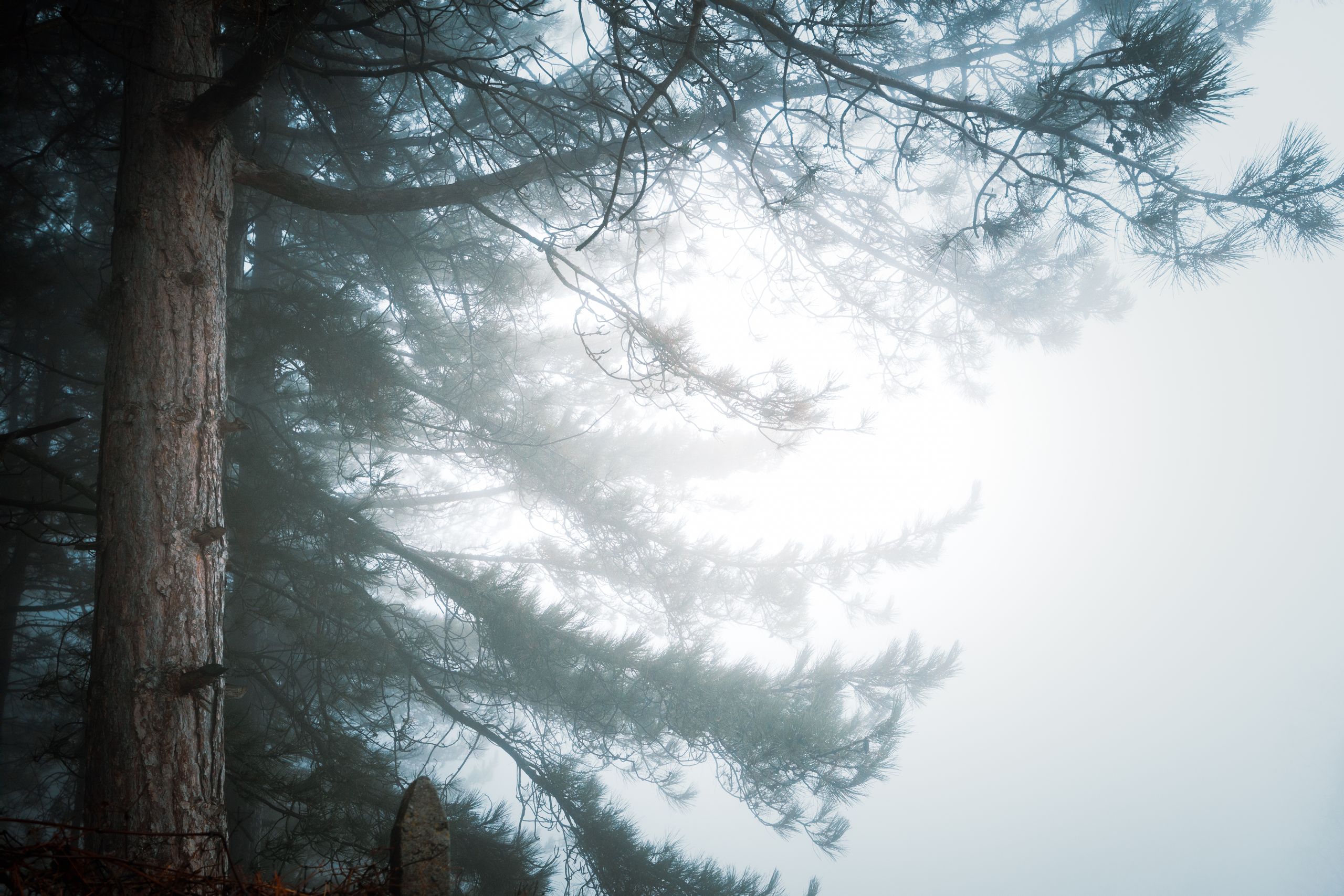 Forest landscape