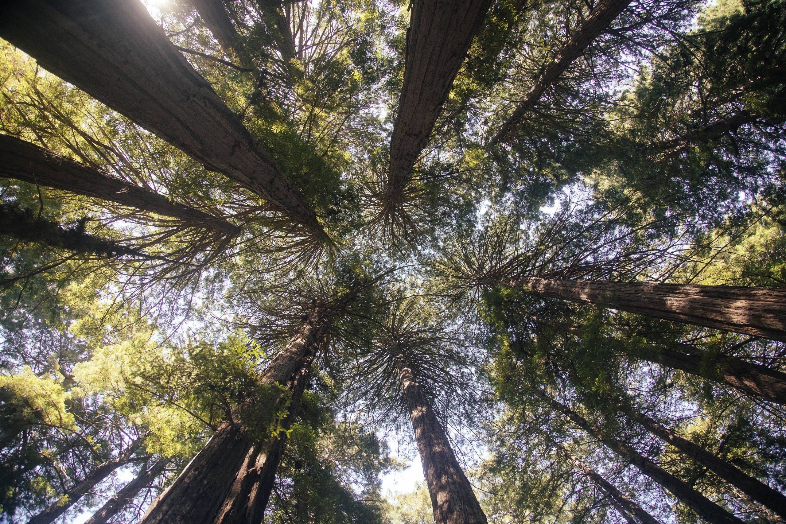 Forest canopy with light filtering through the trees